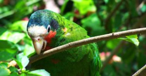 Cayman Parrot