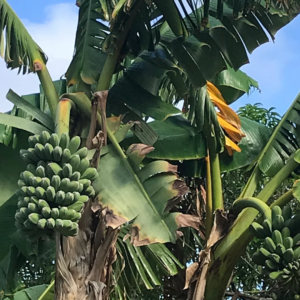 a bunch of ripe bananas in a banana tree