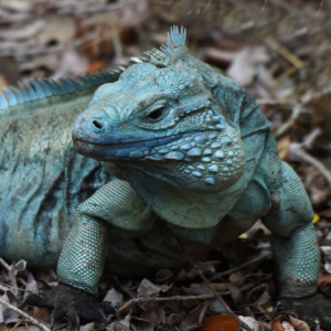 A Grand Cayman Blue Iguana resting in a patch of leaves on the ground