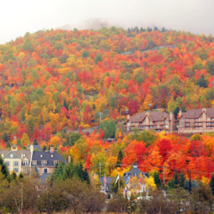 An autumn picture of a hillside covered in fiery-coloured trees