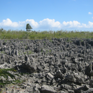 a rock formation of black and jagged limestone in Grand Cayman