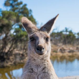 Front-facing view of a kangaroo