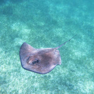 stingray swimming in blue tropical waters