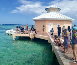 fish feeding at Mimi's dock bar in the Cayman Islands