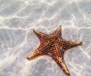 starfish point in grand cayman