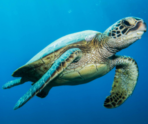 Green sea turtle in the Cayman Islands