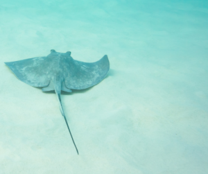 Stingray in the Cayman Islands