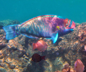 Parrot fish in the Cayman Islands