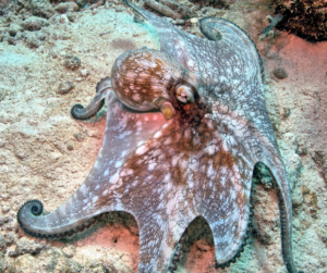 Reef octopus in the Cayman Islands