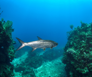 Tarpon swimming in the Cayman Islands