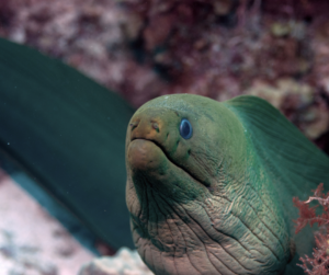 Green Moray Eel in the Cayman Islands