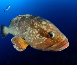 Grouper in the Cayman Islands