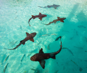 Nurse sharks in the Cayman Islands