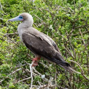 A red footed booby bird in Cayman Brac, Cayman Islands