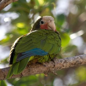 A bright green Cayman Brac Parrot sitting in a tree