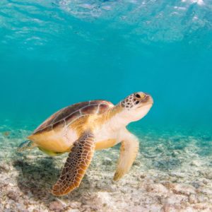 green sea turtle in the cayman islands