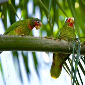 Cayman Islands National Bird, Cayman Parrot