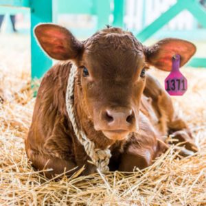 cayman agriculture show